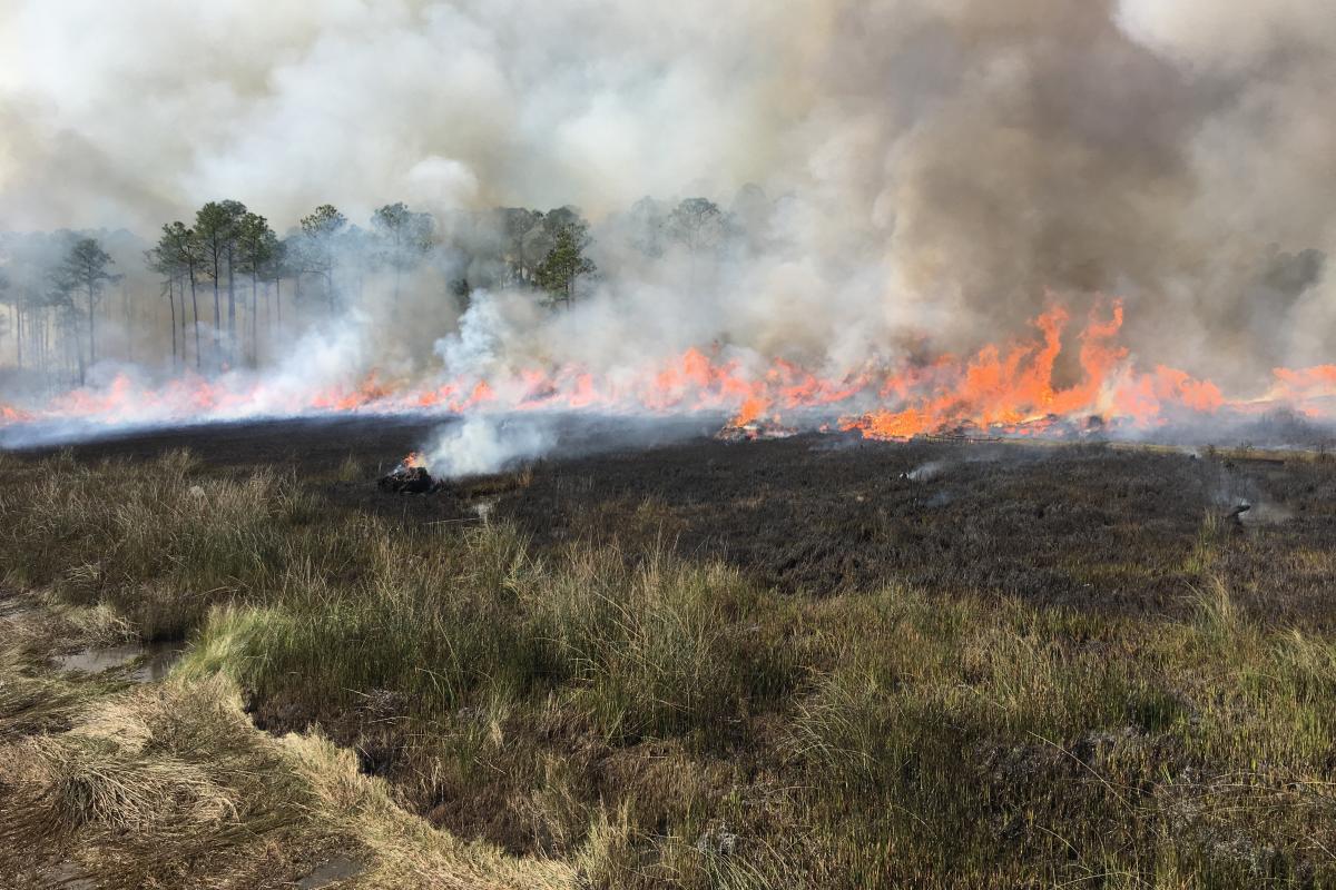Brush burns during a prescribed burn restoring habitat.